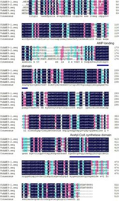 Tomato Oxalyl-CoA Synthetase Degrades Oxalate and Affects Fruit Quality